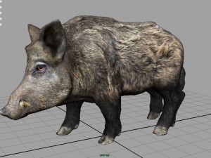 wild boar Modèle 3D