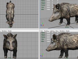 wild boar Modèle 3D