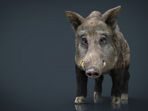 wild boar Modèle 3D