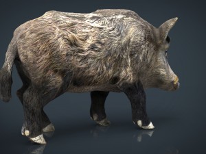 wild boar Modèle 3D