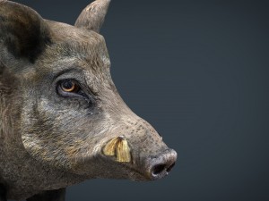 wild boar Modèle 3D