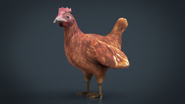 chiken Model 3D .c4d .max .obj .3ds .fbx .stl .blend 