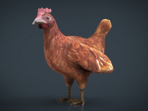 chiken 3D Model