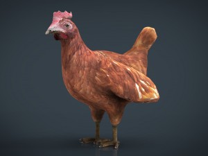 chiken 3D 模型