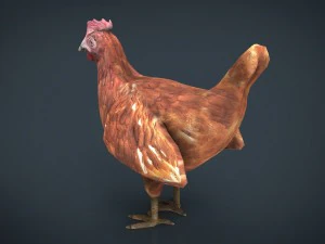 galinha Modelo 3D