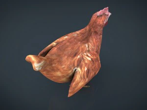 galinha Modelo 3D