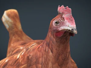 galinha Modelo 3D