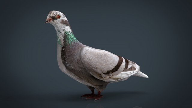 dove 3D Model .c4d .max .obj .3ds .fbx .stl .blend 
