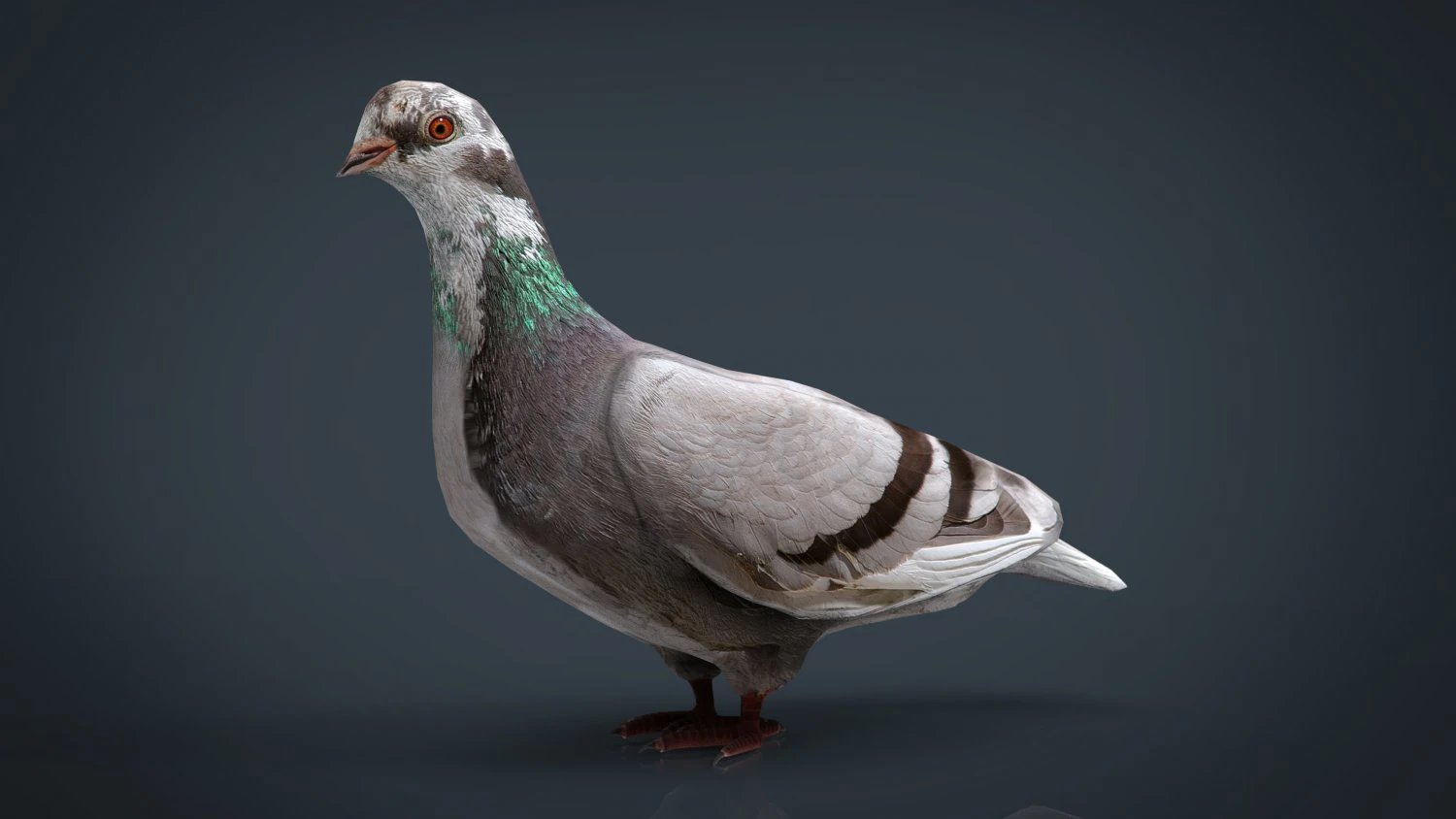 dove 3D Model .c4d .max .obj .3ds .fbx .stl .blend 