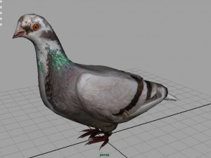 dove 3D Model