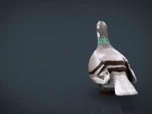 dove 3D Model