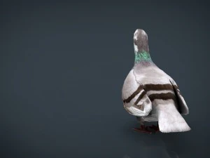 dove 3D Model