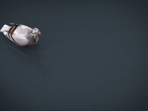 dove 3D Model