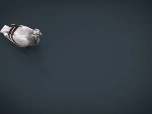 dove 3D Model