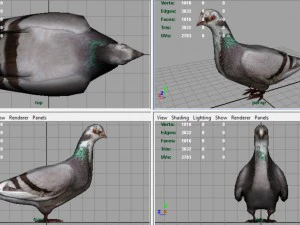 dove 3D Model