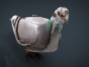 dove 3D Model