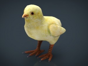 chick Modelo 3D