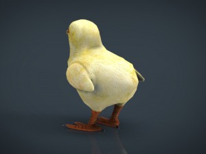 chick 3Dモデル