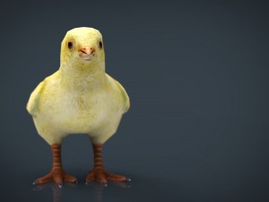 chick 3Dモデル
