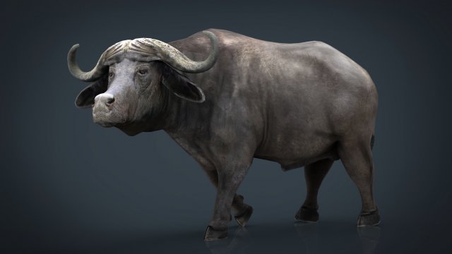 african buffalo Modèle 3D .c4d .max .obj .3ds .fbx .stl .blend 