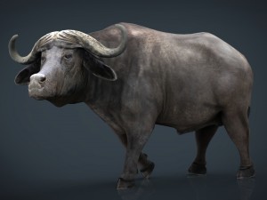 african buffalo 3D Model