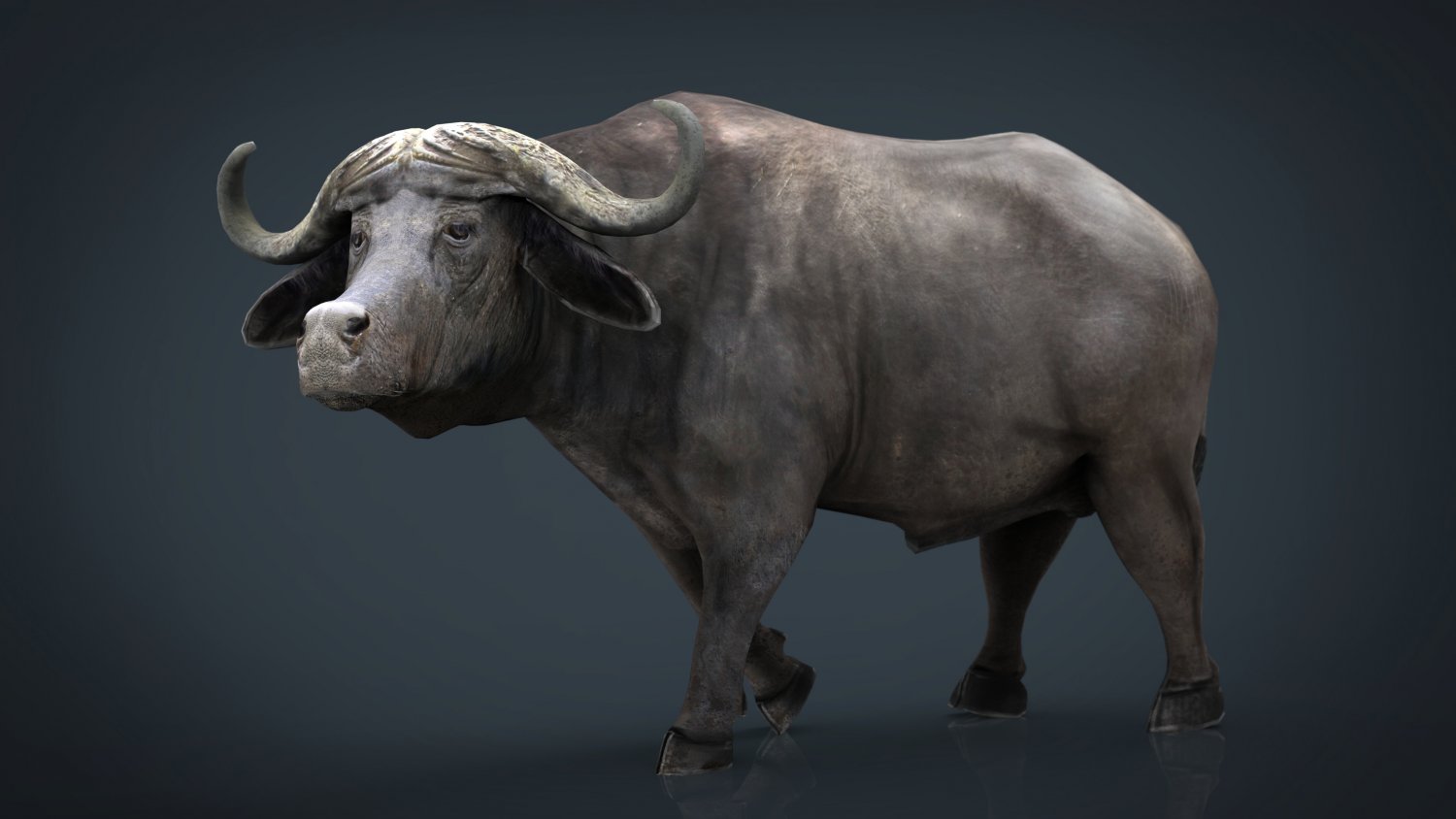African Buffalo 3d Model In Bull 3dexport