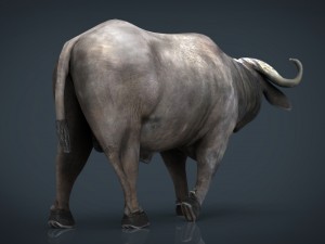 african buffalo Modèle 3D