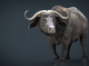 african buffalo Modèle 3D