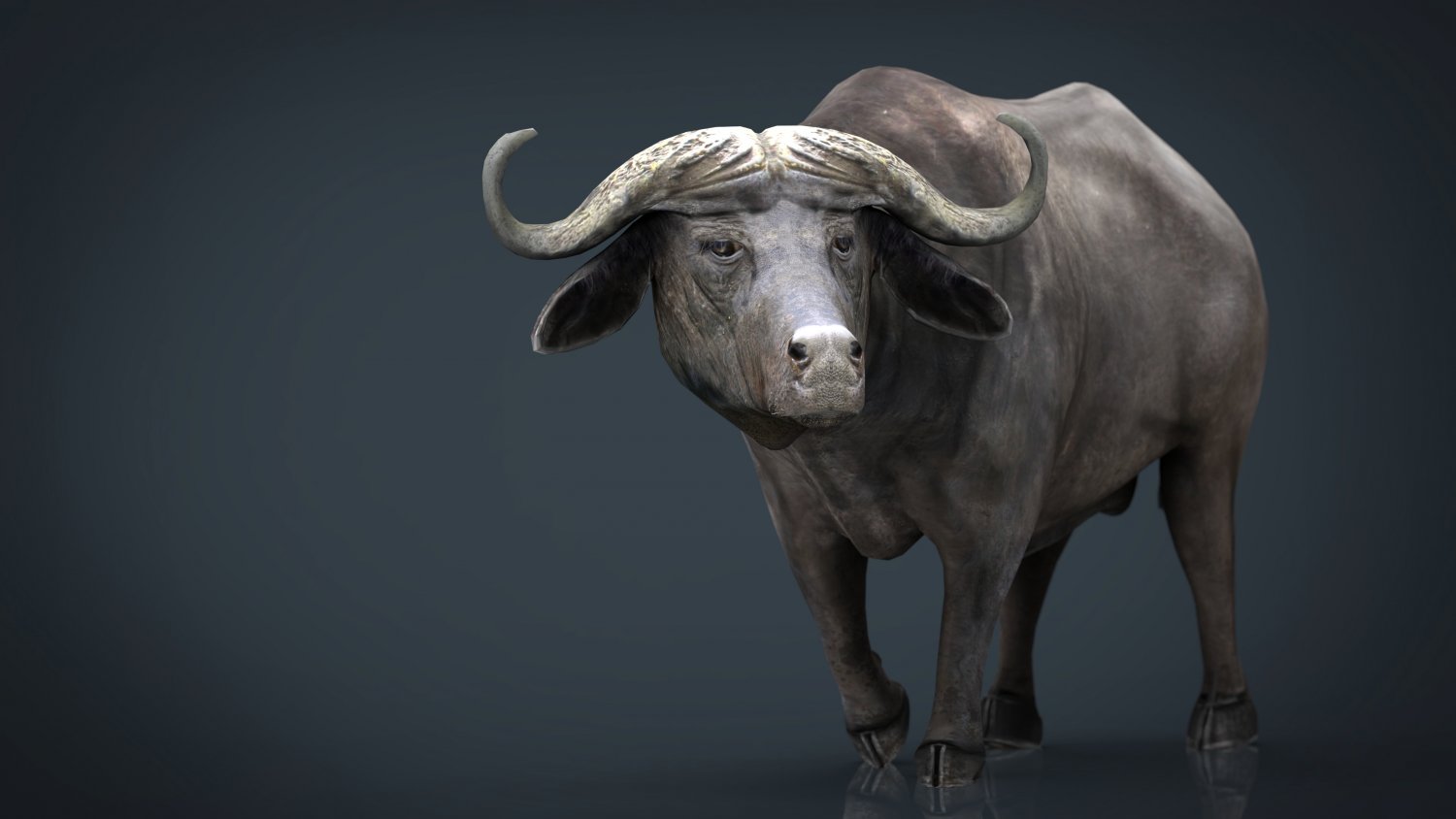 African Buffalo 3d Model In Bull 3dexport