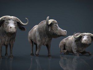 african buffalo Modèle 3D