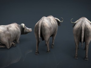 african buffalo Modèle 3D
