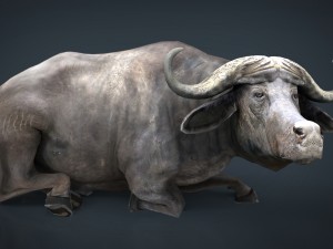 african buffalo Modèle 3D