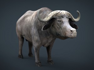 african buffalo Modèle 3D