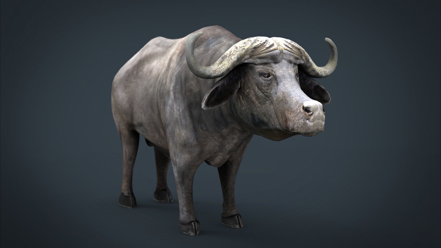 African Buffalo 3D Model in Bull 3DExport