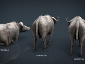 african buffalo Modèle 3D