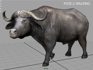 african buffalo Modèle 3D