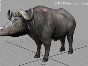 african buffalo Modèle 3D