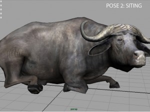 african buffalo Modèle 3D