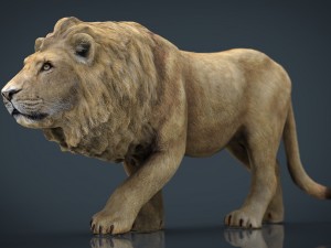 wild africa pack Modello 3D