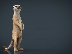 wild africa pack Modello 3D