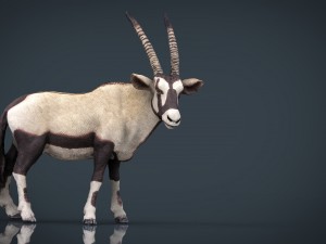 wild africa pack Modello 3D