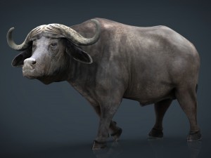 wild africa pack Modello 3D
