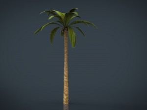 palm tree 3D Model