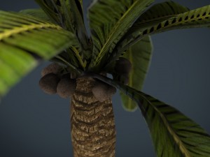 palm tree 3D Model
