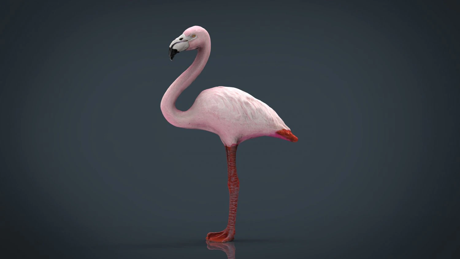 flamingo 3D Model .c4d .max .obj .3ds .fbx .stl .blend 