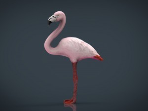 flamingo 3D मॉडल