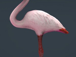 flamingo Model 3D