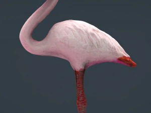 flamingo 3D Model
