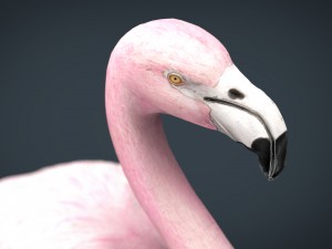 flamingo Model 3D