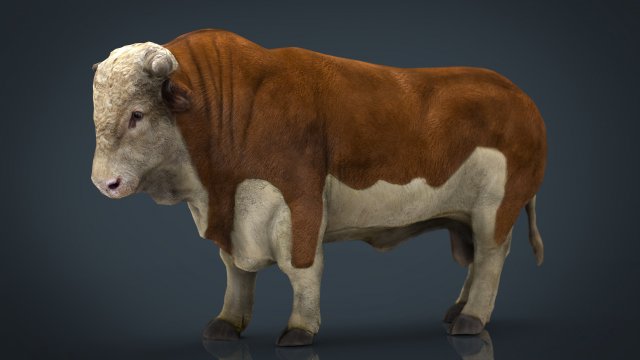 hereford bull 3D Model .c4d .max .obj .3ds .fbx .stl .blend 